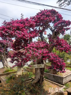 高度200厘米红花继木