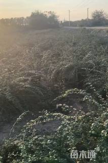 高度120厘米迎春花