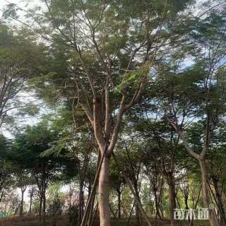 12公分多杆凤凰木