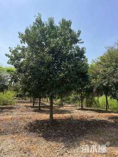 18公分大叶女贞