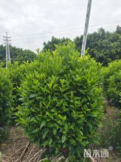 高度120厘米非洲茉莉球