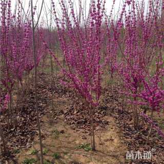 高度110厘米紫荆