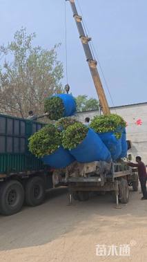 冠幅200厘米卫矛球