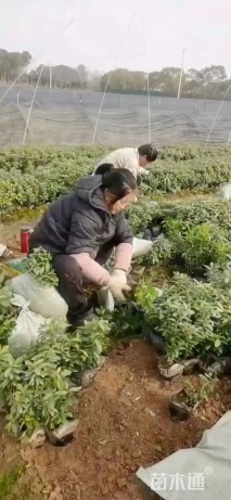 高度40厘米毛鹃