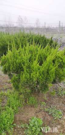 冠幅120厘米龙柏球