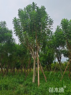 20公分蓝花楹