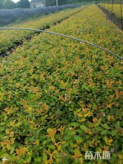 高度25厘米大花六道木小苗