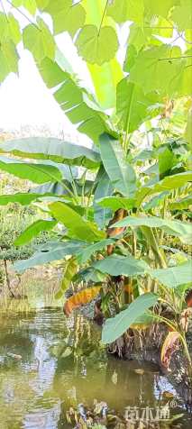 高度220厘米芭蕉