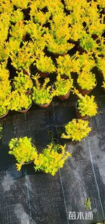 高度10厘米金叶佛甲草