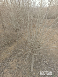 高度150厘米木槿