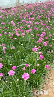高度20厘米石竹