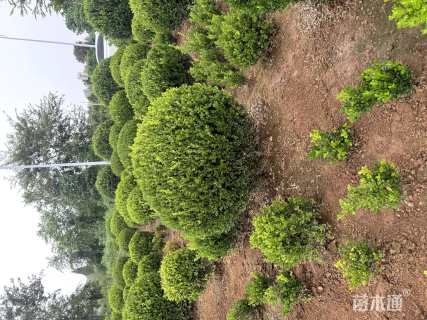 冠幅120厘米瓜子黄杨球