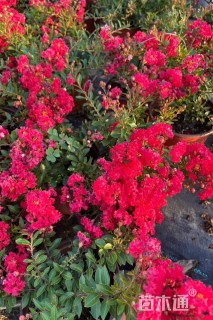 高度60厘米红花紫薇
