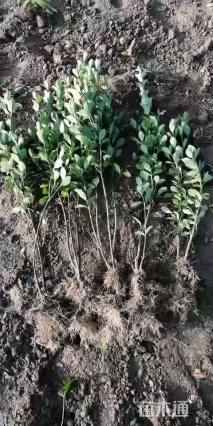 0.1公分大叶冬青