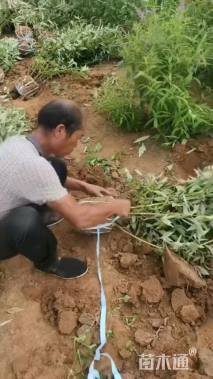 高度120厘米醉鱼草