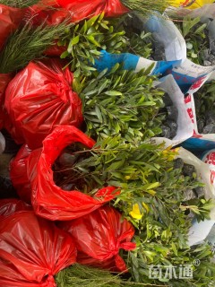 1公分台湾相思树