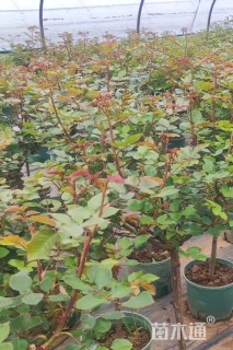 高度60厘米棒棒糖月季