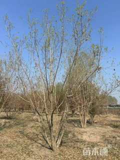 高度500厘米丛生五角枫