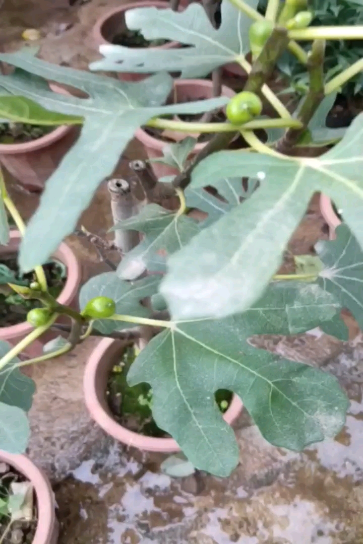 1公分无花果