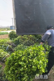 高度150厘米卫矛