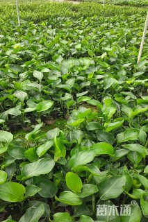 高度35厘米鹤望兰