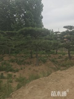 200厘米造型松