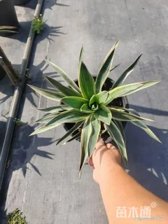 高度40厘米金边凤尾兰