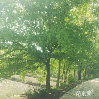 25公分皂荚