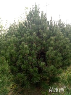 高度400厘米白皮松