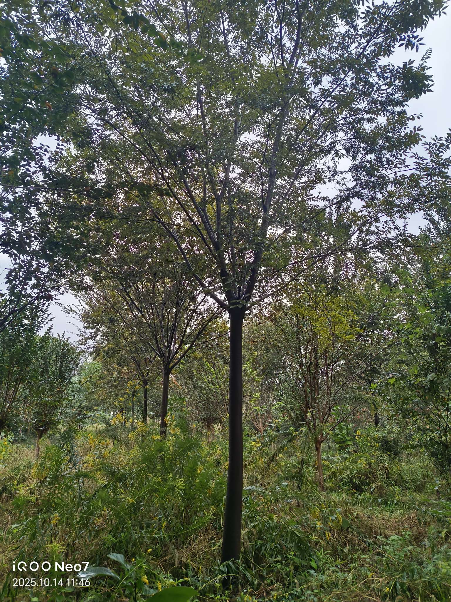 12公分榉树