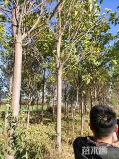 15公分楸树