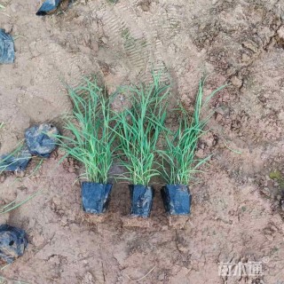 高度40厘米芦苇