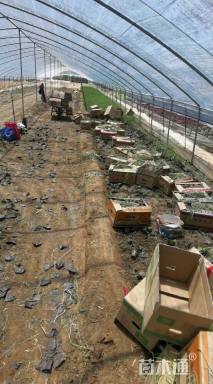 高度60厘米芦苇