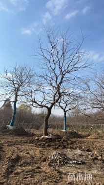 25公分朴树