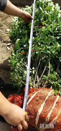 冠幅100厘米大叶黄杨球