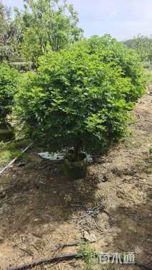 高度100厘米双荚决明