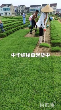 草块状中华结缕草