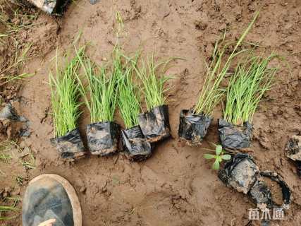 高度60厘米芦苇