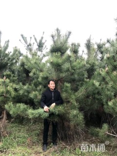 高度400厘米黑松