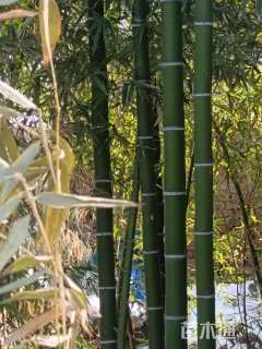 地栽苗刚竹