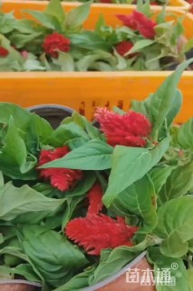 高度20厘米穗状鸡冠花