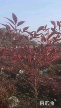 高度40厘米南天竹