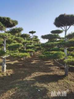 高度400厘米造型华山松