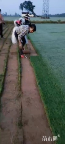 草卷状百慕大草