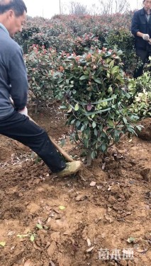 冠幅100厘米红叶石楠球