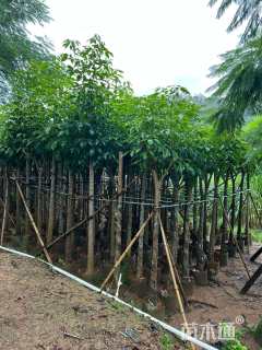 5公分红花风铃木