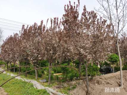 8公分紫叶李