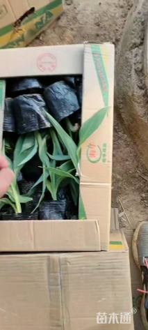 高度20厘米水生美人蕉
