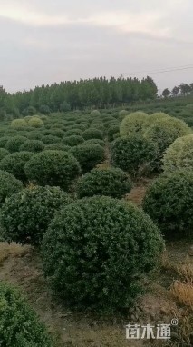 冠幅74厘米大叶黄杨球