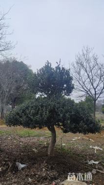 高度250厘米虎刺